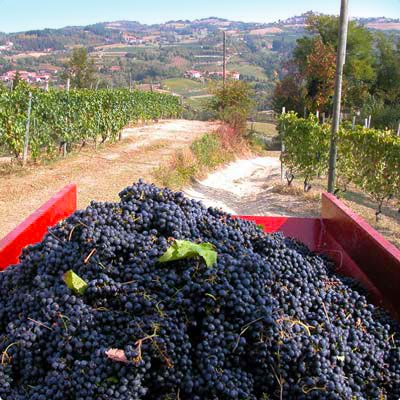 Foto della vendemmia, cantina Mosso