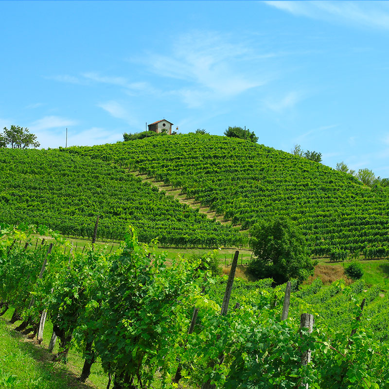 Foto dell'azienda agricola Mosso Mario